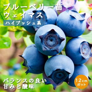 u[x[ c nCubVn EFC}X 12cm|bg ʎ ʎ berry | K[fjO ͔| ƒ͔|
