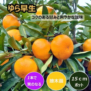 ݂ c 瑁 15cm|bg ږ c o^i ƌ ɑ B ~J k ʎ | ƒ؉ K[fjO 