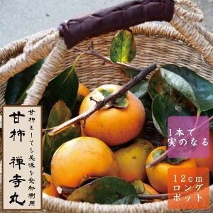 Ê` c Tہi񂶂܂j ʎ c ږ c 12cmO|bg {o^LO   `