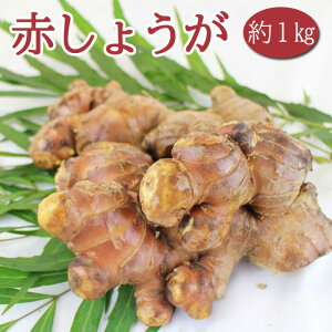球根 種ショウガ （種 生姜）中国産 赤しょうが 約1kg 薬味 ジンジャー ginger