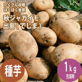 種 じゃがいも デジマ 出島 約1kg ※大小ミックス※ 秋じゃが 秋植え 馬鈴薯 種芋 家庭菜園 花の大和