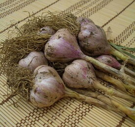 楽天市場 にんにく 種 花 ガーデン Diy の通販