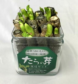 楽天市場 タラ の 芽 栽培の通販