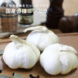 楽天市場 にんにく 種 花 ガーデン Diy の通販 楽天市場 にんにく 種 花 ガーデン Diy の通販
