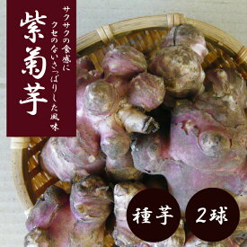 紫菊芋 菊芋 種芋 2球 ( むらさききくいも ) キクイモ イモ 芋 種 野菜 イヌリン