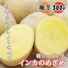 種 じゃがいも インカのめざめ 300g 芋サイズ：2S～M 種 ジャガイモ 馬鈴薯 種芋 家庭菜園 春植え
