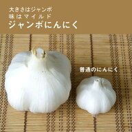 【 種 球根 ジャンボ にんにく 国産 8片 】 にんにく ニンニク スタミナ 野菜 やさい garlic 栽培 家庭菜…