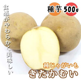 種 じゃがいも きたかむい キタカムイ 500g 芋サイズ：S～2L 種 ジャガイモ 馬鈴薯 種芋 家庭菜園 春植え