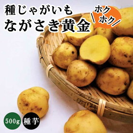 種 じゃがいも ながさき黄金 PVP 約500g※大小ミックス※ 秋じゃが 秋植え 馬鈴薯 種芋 登録品種 家庭菜園 花の大和