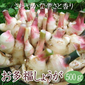 種 生姜 【 国産 お多福 しょうが 約500g】 種球根 熊本県産 ショウガ 薬味 ジンジャー ginger 花の大和