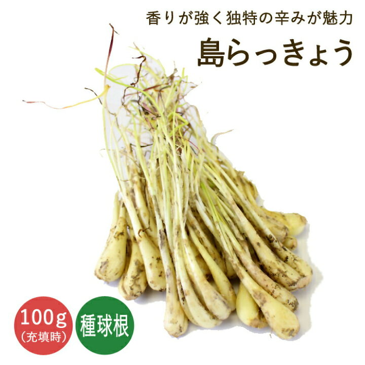 楽天市場 種 球根 島らっきょう １００g 野菜 家庭菜園 プランター ラッキョウ ヘルシー 花の大和 楽天市場店