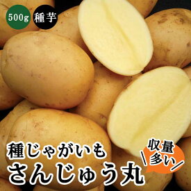 種 じゃがいも さんじゅう丸 PVP 約500g※大小ミックス※ 秋じゃが 秋植え 馬鈴薯 種芋 家庭菜園 花の大和