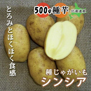 �� ���Ⴊ���� �V���V�A 500g �k�C���Y ���T�C�Y�FS�`2L �� �W���K�C�� �n�鏒 ��� �ƒ�؉� �o�^�i�� �t�A��