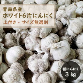 【 土付き 種 球根 にんにく 青森 福地 ホワイト6片 約3kg 】送料無料 土と根付き サイズ無選別 S〜Lサイズ及びカケ片含む