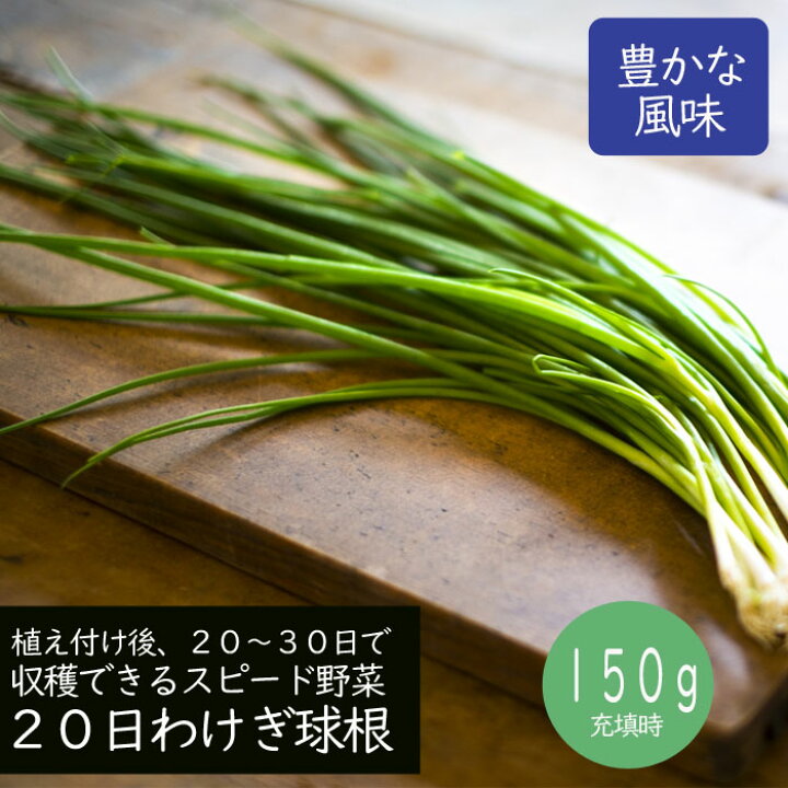 楽天市場 種 球根 日わけぎ ワケギ 分葱 わけぎ １５０ｇ 葱 野菜 家庭菜園 プランター スピード野菜 収穫早い 花の大和 楽天市場店