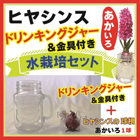 【10月下旬より発送・早割】 ヒヤシンス 水栽培 セット ドリンキングジャー仕様 あかいろ 赤 レッド 球根 キット インテリア 観賞用 花の大和