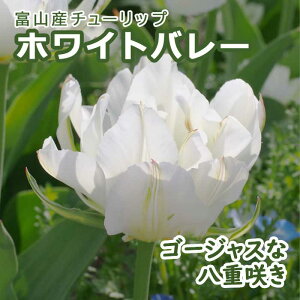 `[bv  zCgo[ 3 HA xR xRY xRY Y Ԃ̑a