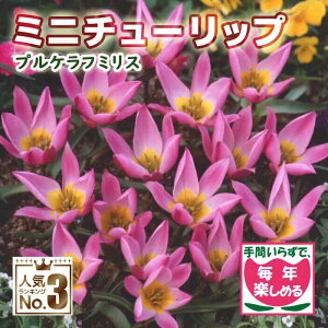  ~j `[bv  vPt~X 7 AςȂ NԂ炭 HA Ԃ̑a