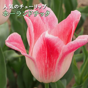 `[bv  z[h`bN 3 lC̃`[bv HA v^[ 񂹐A Ԓd Ԃ̑a