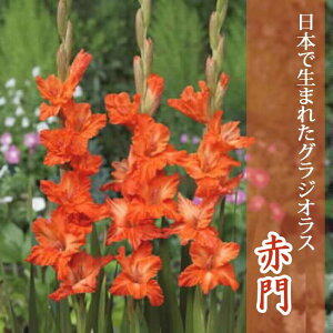 �O���W�I���X ���� �t�A�� �y���{�Ő��܂ꂽ�O���W�I���X�z �Ԗ� 5�� gladiolus �Ԃ̑�a