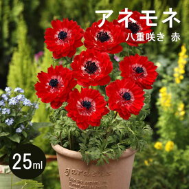 アネモネ 【 八重咲き 赤 】 球根 25ml レッド 秋植え プランター栽培 花壇 花の大和