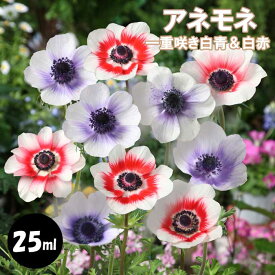 アネモネ 【 一重咲き 白青＆白赤 】 球根 25ml 秋植え プランター栽培 花壇 花の大和