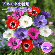 【10月上中旬より発送・早割】 アネモネ 【 一重咲き 混合 】 球根 50ml【 お徳用 】 秋植え プランター…