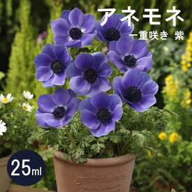 アネモネ 【 一重咲き 紫 】 球根 25ml パープル 秋植え プランター栽培 花壇 花の大和