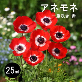 アネモネ 【 一重咲き 赤 】 球根 25ml レッド 秋植え プランター栽培 花壇 花の大和