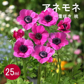 アネモネ 【 一重咲き 桃 】 球根 25ml ピンク 秋植え プランター栽培 花壇 花の大和