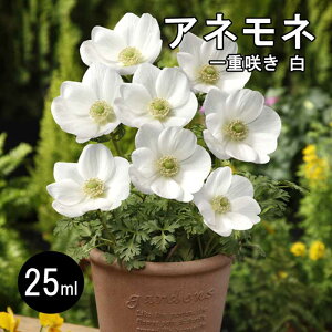 All y d炫  z  25ml zCg HA v^[͔| Ԓd Ԃ̑a