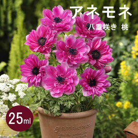 アネモネ 【 八重咲き 桃 】 球根 25ml ピンク 秋植え プランター栽培 花壇 花の大和