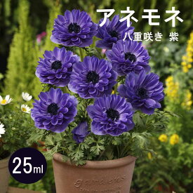 アネモネ 【 八重咲き 紫 】 球根 25ml パープル 秋植え プランター栽培 花壇 花の大和