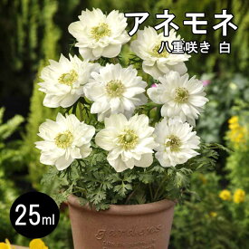 アネモネ 【 八重咲き 白 】 球根 25ml ホワイト 秋植え プランター栽培 花壇 花の大和