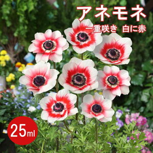 All y d炫 ɐ z  25ml HA v^[͔| Ԓd Ԃ̑a