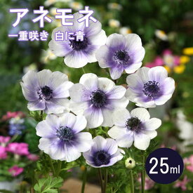 アネモネ 【 一重咲き 白に青 】 球根 25ml 秋植え プランター栽培 花壇 花の大和