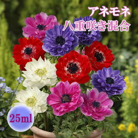 アネモネ 【 八重咲き 混合 】 球根 25ml ミックス 秋植え プランター栽培 花壇 花の大和