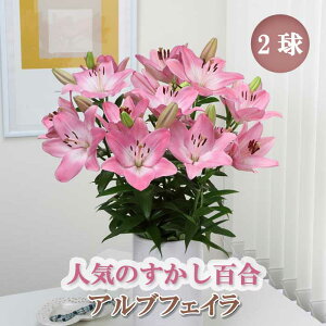 y\Ez S y AutFC z  2 HA ~A S A Ԓd  Lily Ԃ̑a y10㒆{菇z
