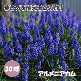 【予約・早割】 まとめて植える ムスカリ 【 アルメニアカム 】 球根 30球 秋植え 寄せ植え 初心者向き デッカー植え 花の大和 【10月上中旬より順次発送】