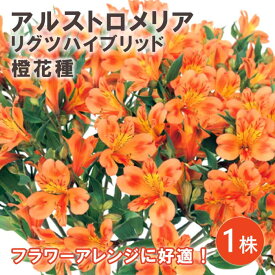【予約・早割】 アルストロメリア リグツハイブリッド 橙 花種 球根 1株 秋植え 冬植え ガーデニング 切り花 花の大和 【10月上中旬より順次発送】