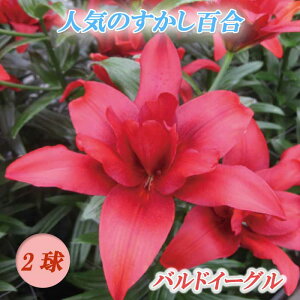 S y ohC[O z  2 HA ~A S A Ԓd  Lily Ԃ̑a