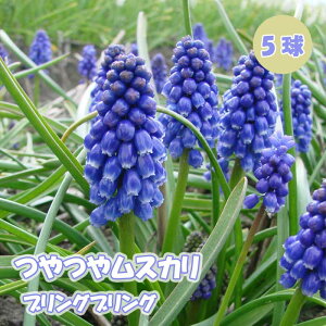  XJ y uOuO z  5 HA RNV 񂹐A fbJ[A Ԃ̑a