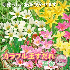 【予約・早割】 毎年花が咲く【 カラフル 玉すだれ 】 ゼフィランサス 球根 お徳用 25球 春植え 植えっぱなし zephyranthes 花の大和 【3月中旬より順次発送】