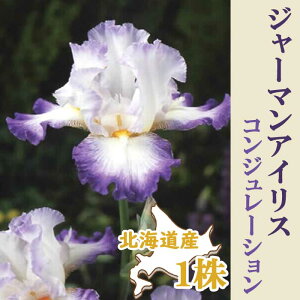 W[}ACX  y RW[V z1 kCY Ă₷ 劔 HA ~A Ԃ̑a