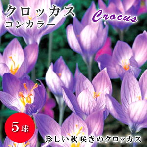�y8����{��蔭���E�����z �N���b�J�X �R���J���[ ���� 5�� �ĐA�� �o���G�e�B �H�炫 crocus ���N�炭 �A�����ςȂ� �Ԓd ���A �Ԃ̑�a