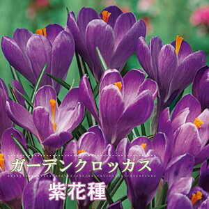 y\Ez K[f NbJX  Ԏ 7 p[v HA crocus 񂹐A Ԓd Ԃ̑a y10㒆{菇z