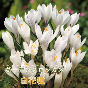 y\Ez K[f NbJX  Ԏ 7 zCg HA crocus 񂹐A Ԓd Ԃ̑a y10㒆{菇z