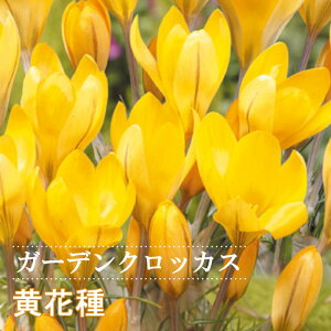 y\Ez K[f NbJX  Ԏ 7 CG[ HA crocus 񂹐A Ԓd Ԃ̑a y10㒆{菇z