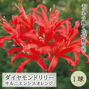 ll TjGVX IW  1 _Ch[ ĐA H炫 Ԃ̑a