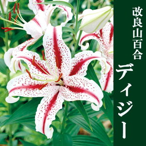  RS  y fBW[ z1 S HA  lilly  IG^ [ Ԃ̑a